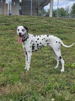 Dalmatian and Mixed Breed Dogs Available for Adoption in Cookeville, Tennessee - BIGGIE BAG | PetCurious