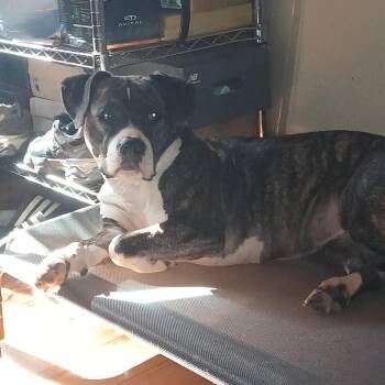 Gina -  Mixed Breed Dog for Adoption in Philadelphia, Pennsylvania - Gina | PetCurious