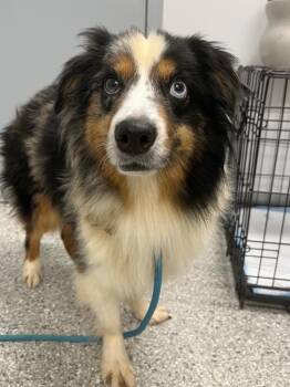 Australian Shepherd Dogs Available for Adoption in Auburn, Indiana - Snickers | PetCurious