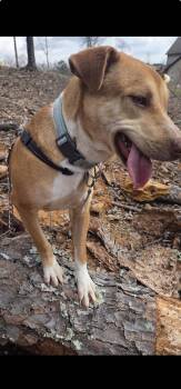 Labrador Retriever and Hound Dogs Available for Adoption - Pretty Girl | PetCurious