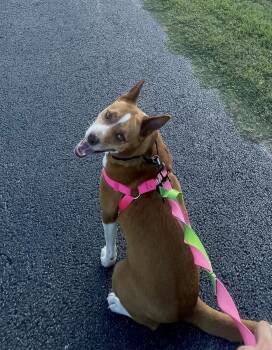 Shepherd Dogs Available for Adoption in Euless, Texas - Courtesy: Ruby Tuesday | PetCurious