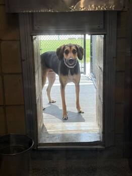 Nadia -  Hound and Mixed Breed Dog for Adoption in Greenfield, Indiana - Nadia | PetCurious