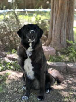 Rescue Great Pyrenees and Tibetan Mastiff Dogs for Adoption in Los Angeles, California - Courtesy Post FINN | PetCurious