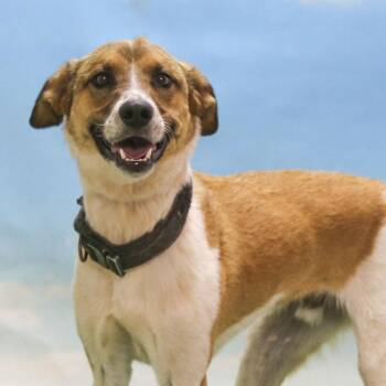 Rescue Australian Shepherd Dogs for Adoption in Casa Grande, Arizona - Fitz | PetCurious