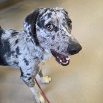 Australian Shepherd and Catahoula Leopard Dog Dogs Available for Adoption in Grand Junction, Colorado - Eros | PetCurious