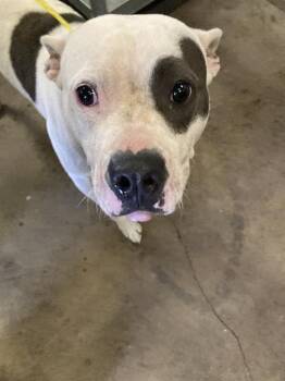 DIANE -  Pit Bull Terrier Dog for Adoption in Dallas, Texas - DIANE | PetCurious