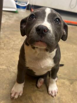 Mixed Breed Dogs Available for Adoption in Lockhart, Texas - Ariel/Karma | PetCurious
