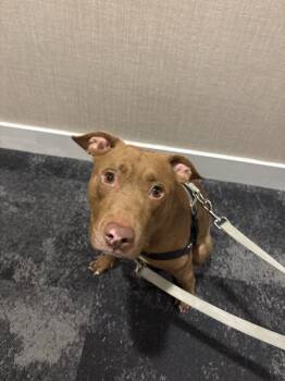 Charlie -  Mixed Breed Dog for Adoption - Charlie | PetCurious