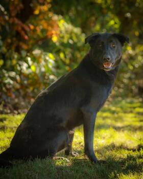 BLACK PEARL (0234) -  German Shepherd Dog and Black Labrador Retriever Dog for Adoption in Bridgeport, Connecticut - BLACK PEARL (0234) | PetCurious