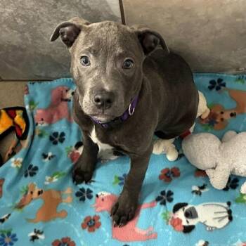 Pit Bull Terrier Dogs Available for Adoption in South Elgin, Illinois - Monty | PetCurious