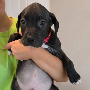 Almond -  Pit Bull Terrier and American Staffordshire Terrier Dog for Adoption in Tampa, Florida - Almond | PetCurious