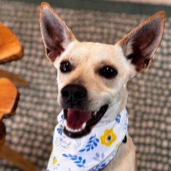 Chihuahua and Mixed Breed Dogs Available for Adoption in Indiantown, Florida - Bella (616) | PetCurious