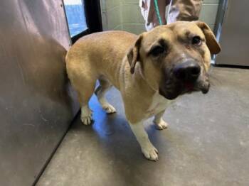Pit Bull Terrier and Mixed Breed Dogs Available for Adoption in Tulsa, Oklahoma - ROXY | PetCurious