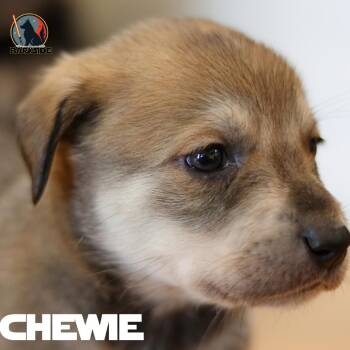 Mixed Breed Dogs Available for Adoption in Calgary, Alberta - Chewbacca | PetCurious