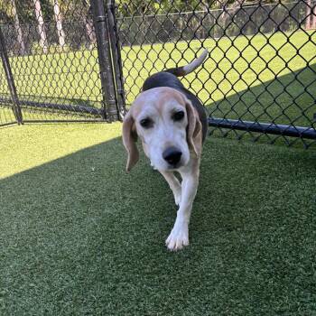 ?QK7 1741 aka Dior -  Beagle Dog for Adoption in Loxahatchee Groves, Florida - ?QK7 1741 Aka Dior | PetCurious