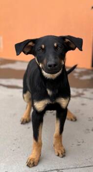 Cattle Dog and Labrador Retriever Dogs Available for Adoption - Conadria | PetCurious