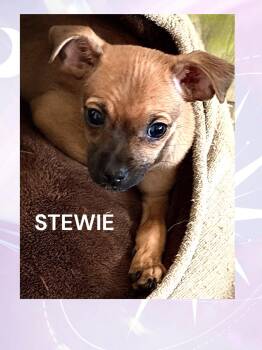 Chihuahua Dogs Available for Adoption in Mesa, Arizona - Stewie | PetCurious