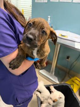 LAINEY -  Mixed Breed Dog for Adoption in Holbrook, New York - LAINEY | PetCurious