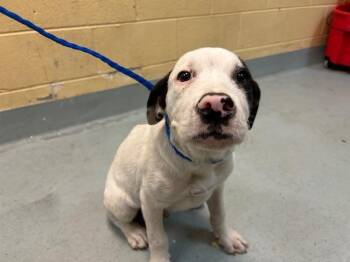 Pit Bull Terrier and Mixed Breed Dogs Available for Adoption in Tulsa, Oklahoma - HAM | PetCurious