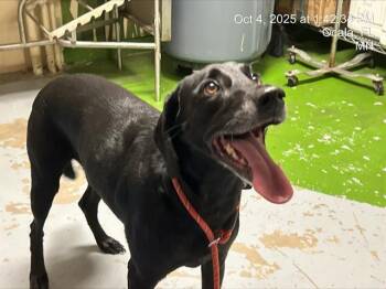 Rescue Labrador Retriever and Mixed Breed Dogs for Adoption in Ocala, Florida - A370317 | PetCurious