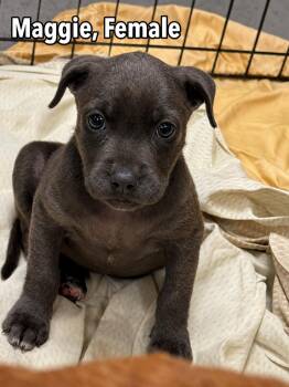 Maggie (The Simpsons Litter) -  Labrador Retriever Dog for Adoption in Carmel Hamlet, New York - Maggie (The Simpsons Litter) | PetCurious