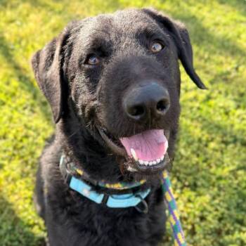 Fancy Dan -  Mixed Breed Dog for Adoption in Decorah, Iowa - Fancy Dan | PetCurious