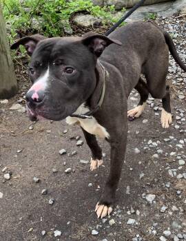 Mixed Breed Dogs Available for Adoption in Mckeesport, Pennsylvania - Dexter  | PetCurious