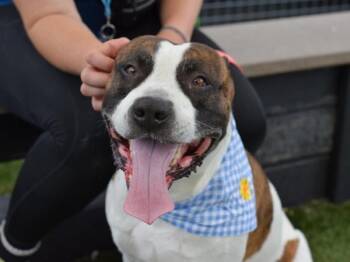 Jack Jack -  Mixed Breed Dog for Adoption - Jack Jack | PetCurious