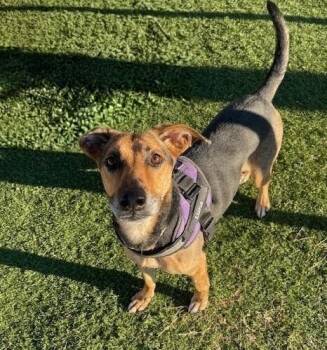 Shepherd and Labrador Retriever Dogs Available for Adoption in Statesville, North Carolina - Luna | PetCurious