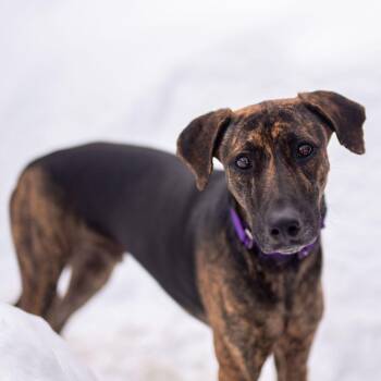 Mixed Breed Dogs Available for Adoption - Star | PetCurious