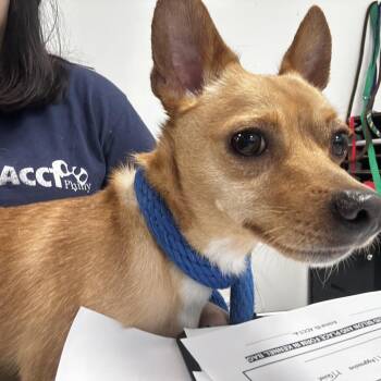 Lemon Squeeze -  Chihuahua Dog for Adoption in Philadelphia, Pennsylvania - Lemon Squeeze | PetCurious