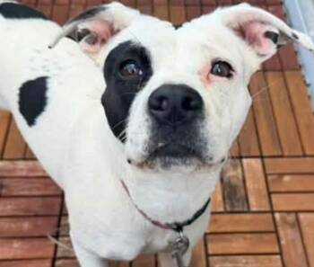 HONEY -  Pit Bull Terrier Dog for Adoption in Elizabethton, Tennessee - HONEY | PetCurious