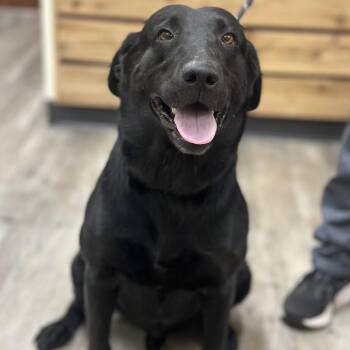 Duke V -  Black Labrador Retriever Dog for Adoption in Mount Pleasant, Texas - Duke V | PetCurious