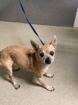 Rescue Chihuahua and Mixed Breed Dogs for Adoption in Fort Worth, Texas - 59818236 | PetCurious