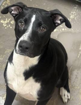 Kane -  Labrador Retriever and Great Dane Dog for Adoption in Little Rock, Arkansas - Kane | PetCurious
