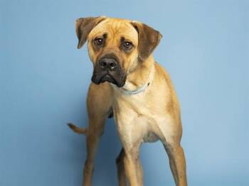 Black Mouth Cur and Shar Pei Dogs Available for Adoption in Phoenix, Arizona - COBIE | PetCurious