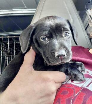 Labrador Retriever and Black Labrador Retriever Dogs Available for Adoption in Austin, Texas - Token | PetCurious