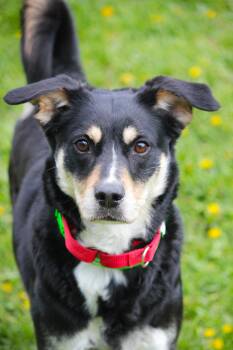 German Shepherd Dog Dogs Available for Adoption in Hayward, Wisconsin - Muffin | PetCurious