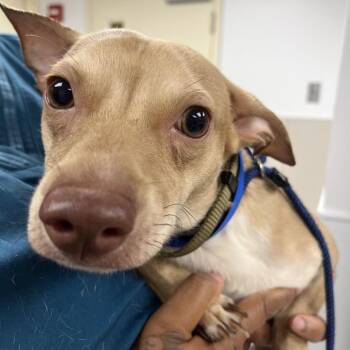 Cat Daddy -  Chihuahua Dog for Adoption in Chicago, Illinois - Cat Daddy | PetCurious