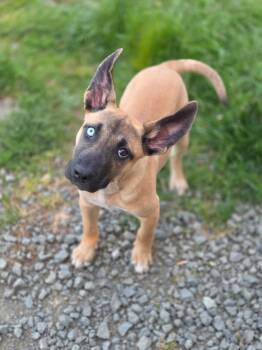 Pesto -  Mixed Breed Dog Available for Adoption in Port Angeles, Washington - Pesto | PetCurious