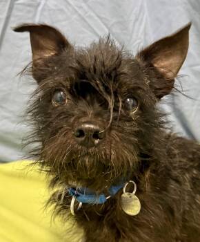 Rescue Brussels Griffon Dogs for Adoption in Springfield, Vermont - Ivan | PetCurious