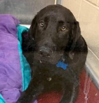 Abel -  Labrador Retriever Dog for Adoption in Columbia, Illinois - Abel | PetCurious