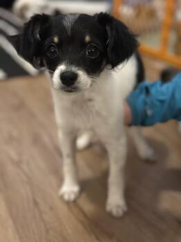 Chihuahua Dogs Available for Adoption - Cosette | PetCurious