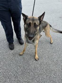 German Shepherd Dog Dogs Available for Adoption in Fort Myers, Florida - ARTEMIS | PetCurious