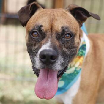 LOUIE -  Boxer Dog for Adoption in San Antonio, Texas - LOUIE | PetCurious