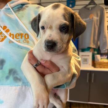 Pickle (Female) -  Mixed Breed Dog for Adoption in Bend, Oregon - Pickle (Female) | PetCurious