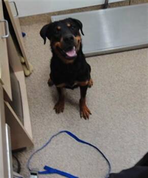 SCARLETTE -  Rottweiler and Mixed Breed Dog for Adoption in Albuquerque, New Mexico - SCARLETTE | PetCurious