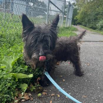 Raisin -  Cairn Terrier Dog for Adoption in Wilmington, Delaware - Raisin | PetCurious