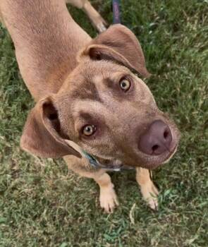 Rescue Australian Kelpie and Mixed Breed Dogs for Adoption in Madison, Georgia - Taz | PetCurious