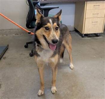 Border Collie and Australian Cattle Dog Blue Heeler Dogs Available for Adoption in Camarillo, California - COOKIE | PetCurious